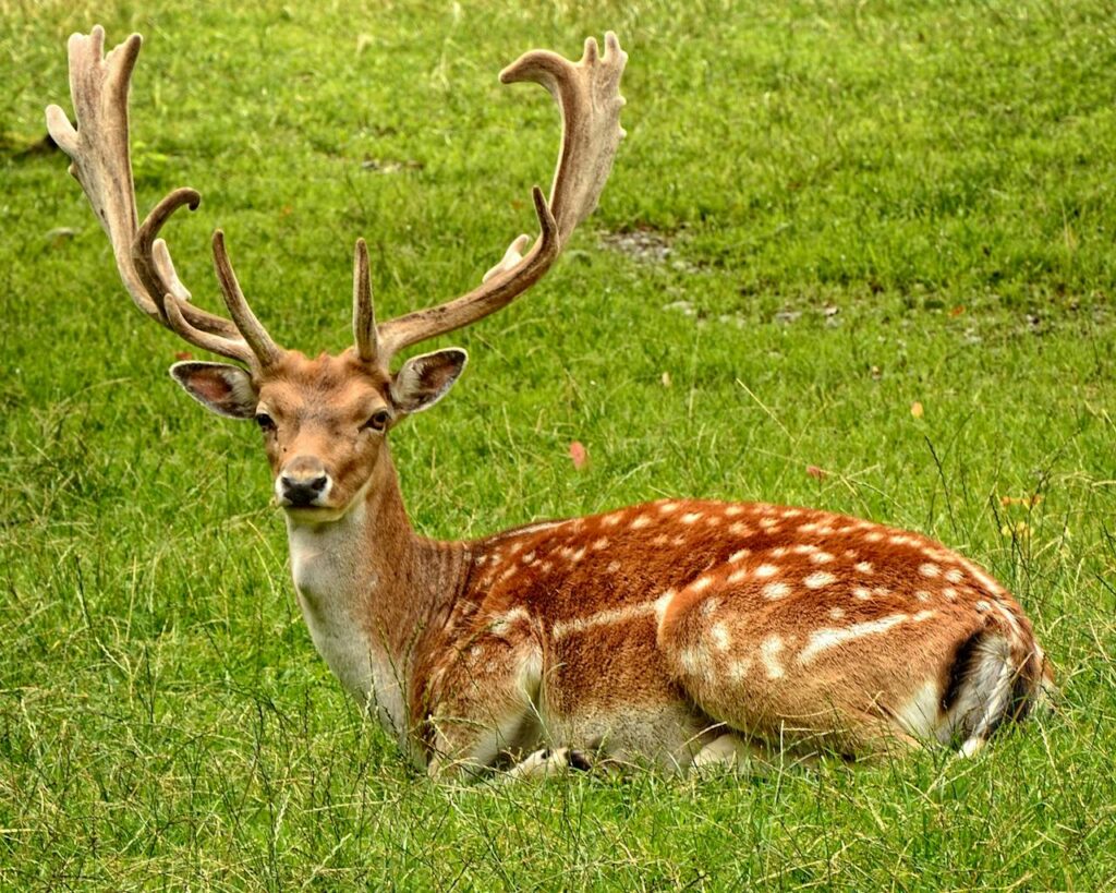 antler antler carrier fallow deer hirsch A fallow deer with antlers resting peacefully in a lush green meadow.
