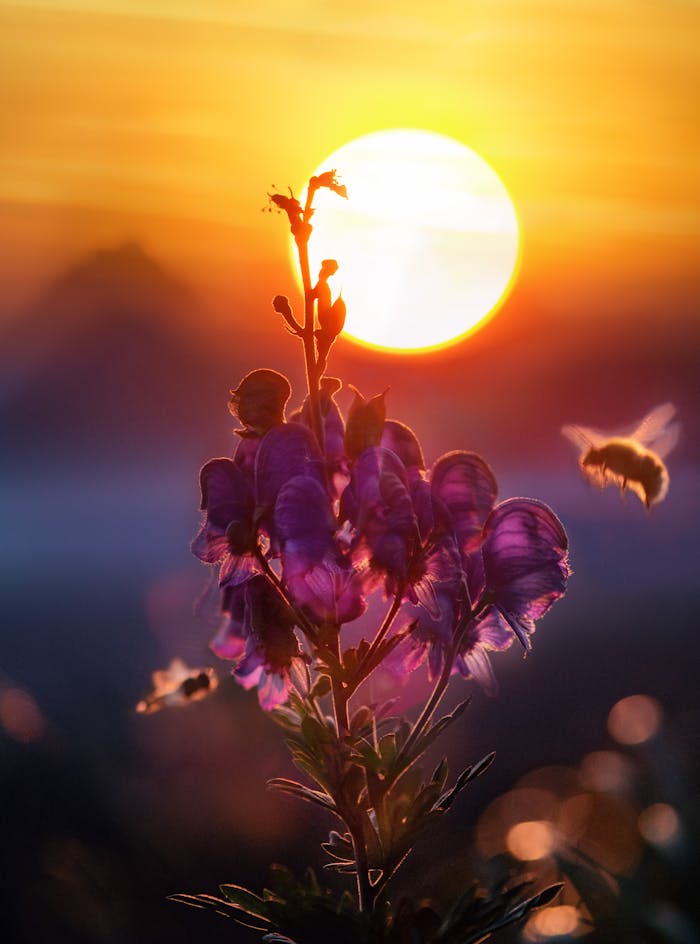 pexels photo 1353126 A captivating close-up of a bee pollinating vibrant flowers against a stunning sunset backdrop.