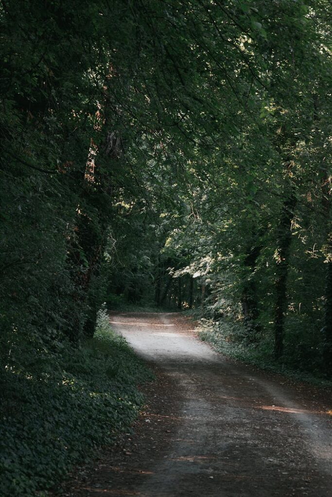 pexels photo 27075465 A tranquil dirt road winds through a lush green forest, offering a serene nature escape in Hungary.