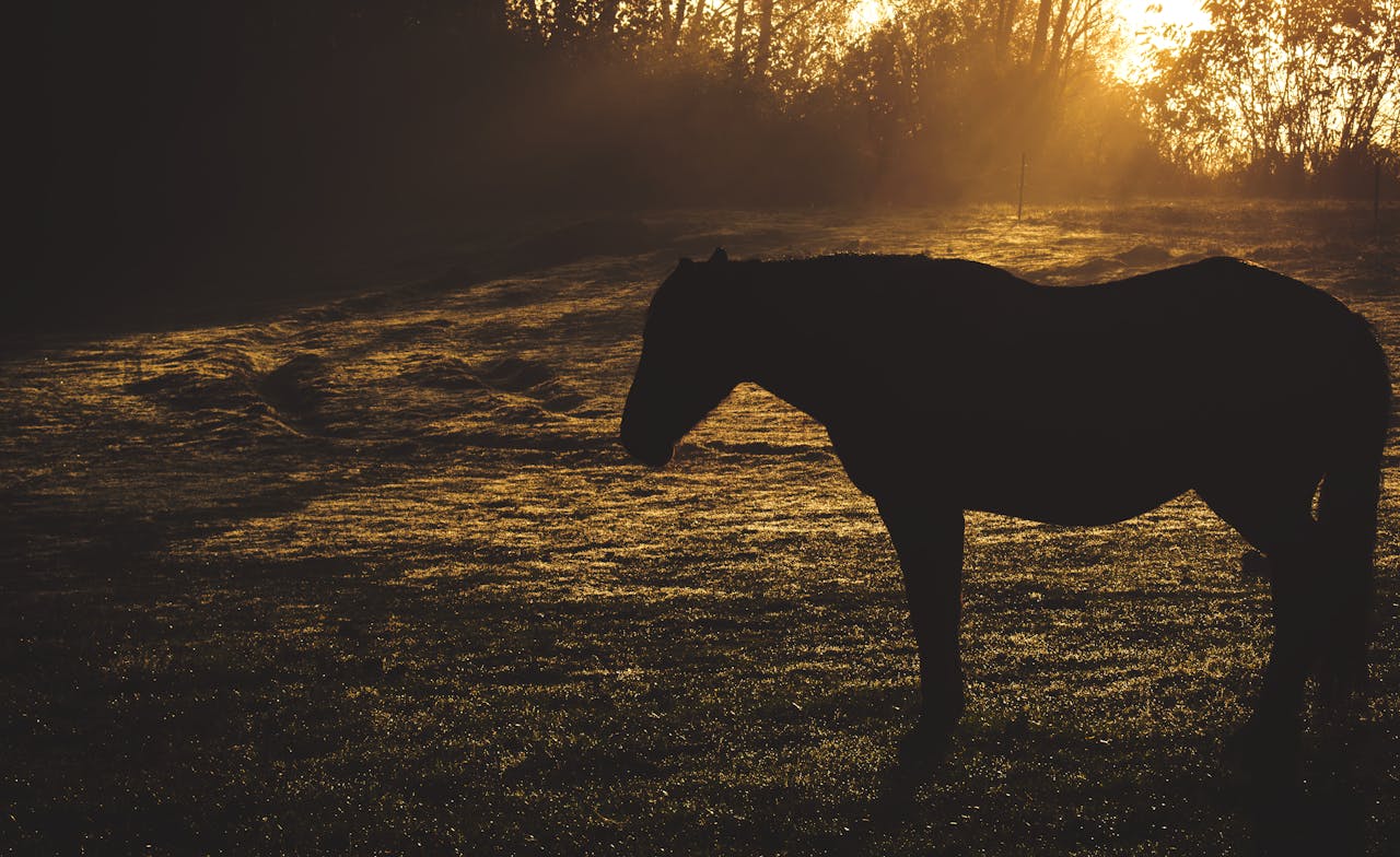 hero-01 A peaceful sunrise in Hungary with a horse silhouette against a golden field.
