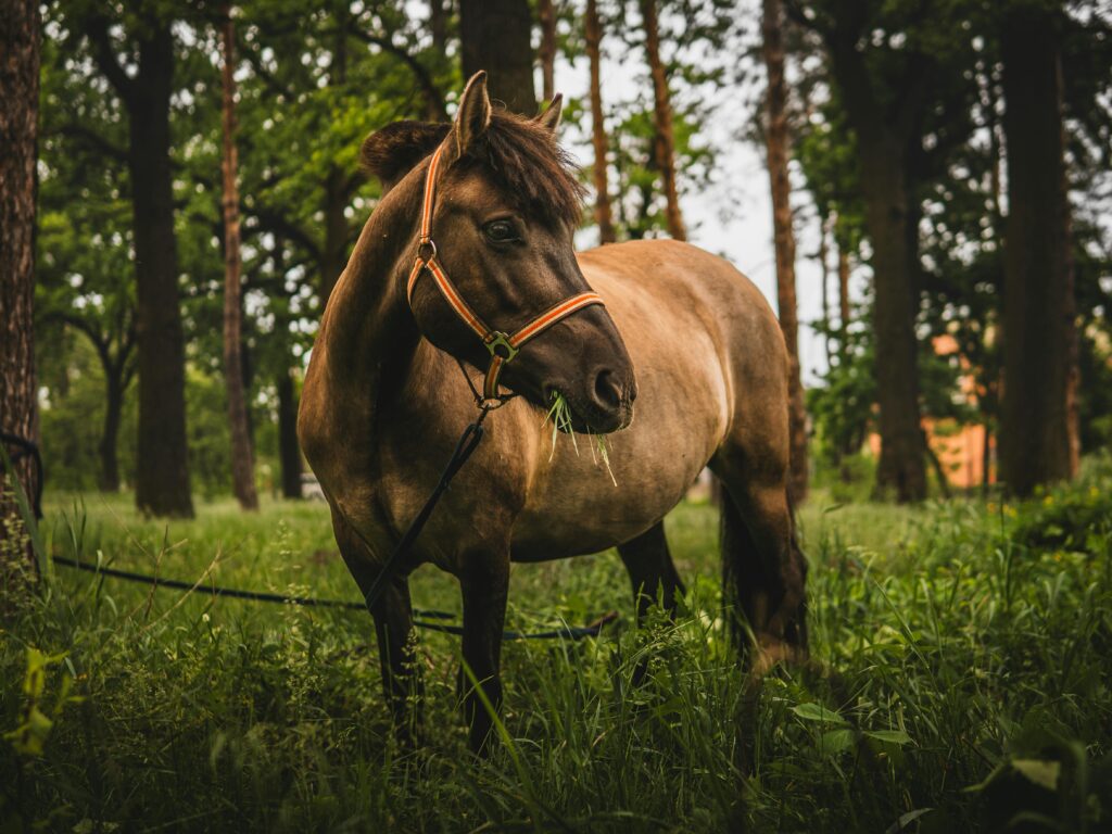 pexels photo 32934099 32934099 A brown horse with a bridle grazing amidst lush greenery in a serene forest setting.