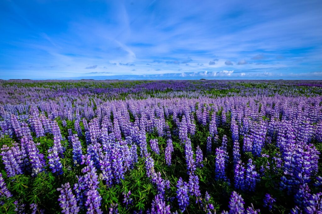 pexels photo 464336 A breathtaking view of a vibrant lupine field blooming under a clear blue sky, capturing the essence of spring serenity.